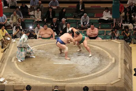 sumo sumo