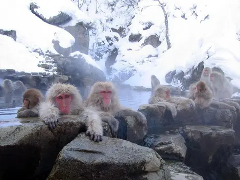 le parc aux singes Jigokudani le parc aux singes Jigokudani