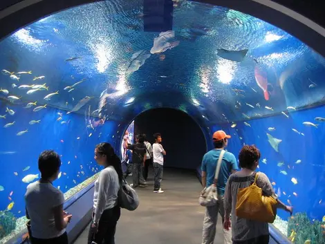 Aquarium d'Osaka Aquarium d'Osaka