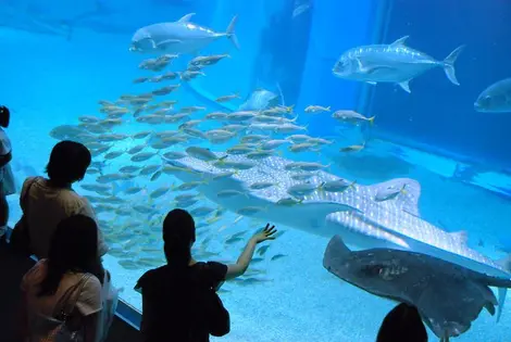 Aquarium d'Osaka Aquarium d'Osaka