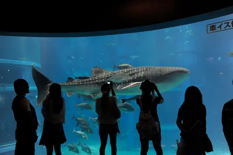 Aquarium d'Osaka Aquarium d'Osaka