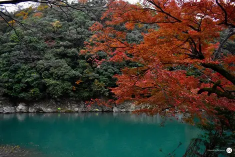 koyo koyo