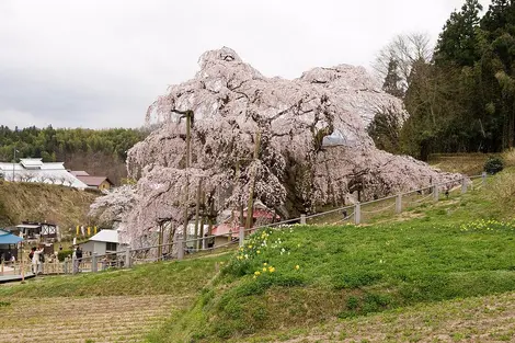 Miharu Takizakura Miharu Takizakura