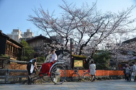 hanami hanami