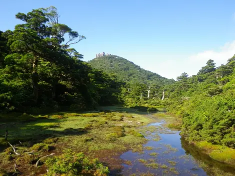 Yakushima Yakushima