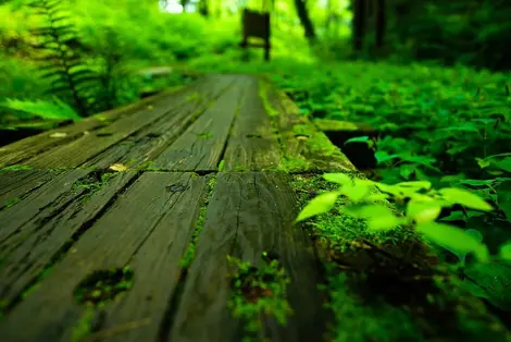 Sayama Hills, la forêt de Totoro