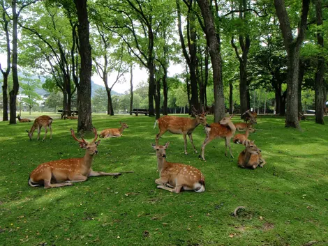 Freilaufende Sikahirsche auf dem Weg zum Todaiji