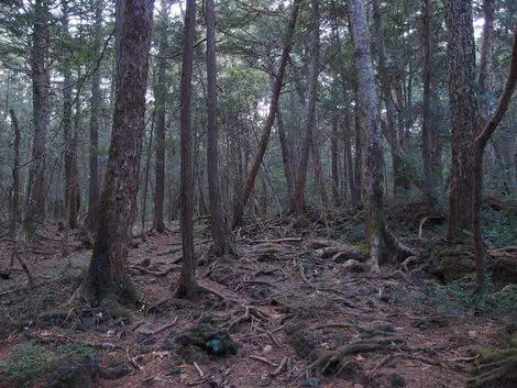 forêt d'Aokigahara forêt d'Aokigahara