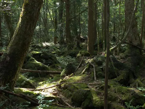 forêt d'Aokigahara forêt d'Aokigahara