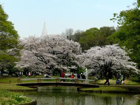 Parc Yoyogi au printemps Parc Yoyogi au printemps