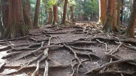 Kurama Kurama