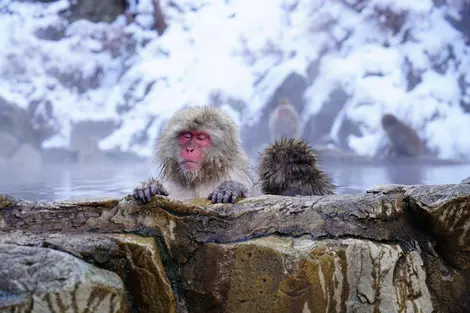 Jigokudani, el parque de monos de Nagano Jigokudani, el parque de monos de Nagano