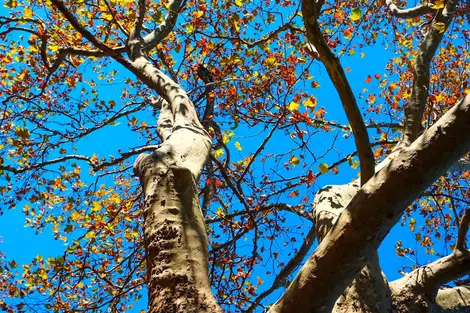 Les arbres offrent des couleurs diverses