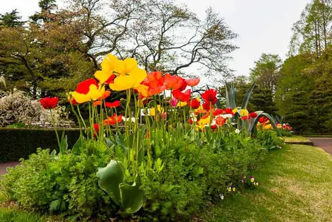 Japan Visitor - jindai-bot-tulips.jpg