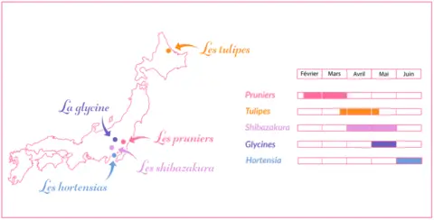 Calendrier de floraisons des fleurs de printemps au Japon