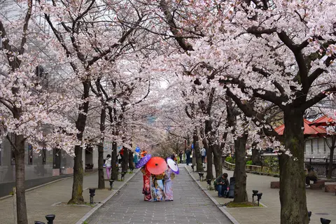 Cherry Blossom in Japan 