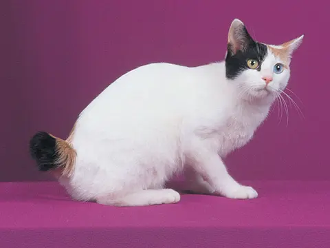 Japanese bobtail, short-tailed cat 