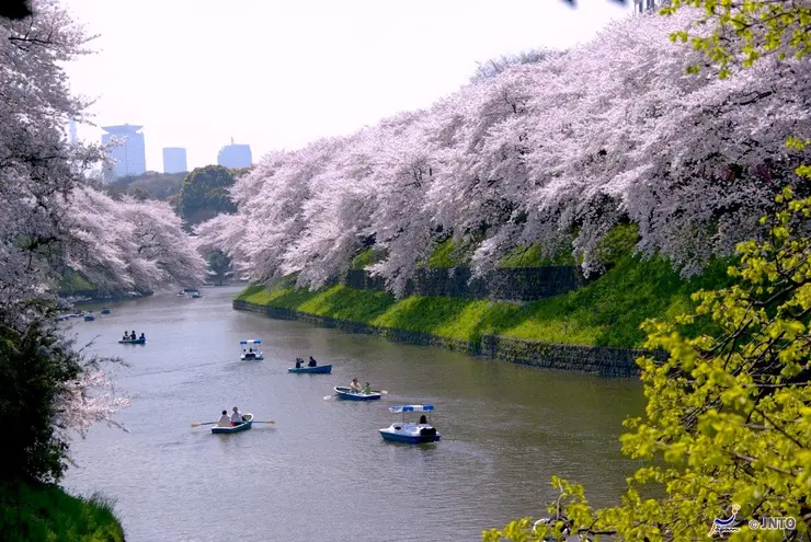 Sumida River Cruise