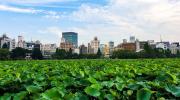 Large lotus pond in Ueno Park with buildings in the background. 