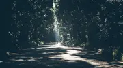 Tree lined path with sunlight streaming through the leaves. 