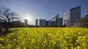 Field of yellow flowers at Hama Rikyu Gardens Tokyo