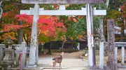 Nara 
