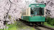 Imagine that you are taking the train with full blooming cherry blossoms.