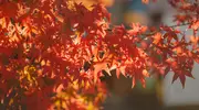 Automne au Japon (momiji)