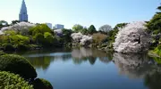 Particulièrement apprécié, le jardin de Shinjuku attire les japonais, les touristes et les photographes pendant toute la fleuraison des cerisiers.