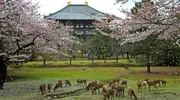 Le parc de Nara