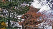 Al lado del Museo Nacional de Tokio, en Ueno, está el templo budista Kanei-ji, que tiene las tumbas de seis shogunes.