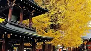 A temple under the yellow leaves of autumn in Kukubunji in Takayama.