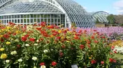 Kyoto Botanical Garden si estende su 24.000 metri quadrati e ospita più di 12.000 diverse varietà di piante.