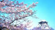 Cerezos en flor en el parque del Castillo de Osaka