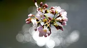 Des fleurs de cerisier, objet de contemplation pour les Japonais depuis l'Antiquité