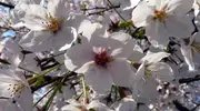 The Japanese cherry trees, a symbol of the Rising Sun.