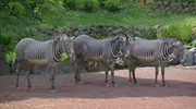 Zebre dello Zoo Ueno di Tokyo.
