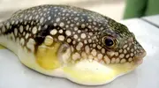 Par réflexe défensif, le fugu se gonfle lorsqu'il se sent attaqué.