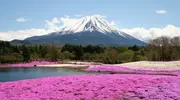 Fuji Shibazakura Matsuri.