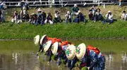 Des planteurs de riz, lors de la cérémonie de plantation "Otaue Matsuri", au printemps