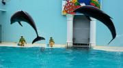 Les dauphins sont les stars du Parc de la vie aquatique de Suma (Kobe)