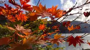 Glowing autumn leaves on Lake Chuzenji, Nikko.