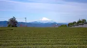 Mont fuji et thé