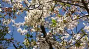 Kirschblüten im Frühling