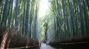 Les chemins de la bambouseraie d'Arashiyama