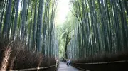 Les chemins de la bambouseraie d'Arashiyama