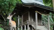 Le Kashima-jinja et un petit daim de l'île.