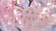 Cerezos en flor en Tokio