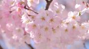 Fleurs de cerisier à Tokyo