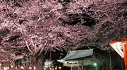 Hanami nocturne au Kinugawa onsen Festival à Nikko